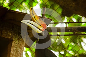 Rhinoceros Hornbill in the cage