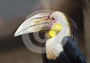 Rhinoceros Hornbill calao Asian