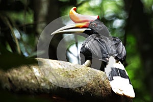 Rhinoceros Hornbill photo