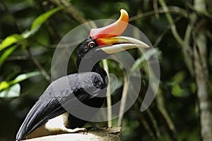 Rhinoceros Hornbill photo