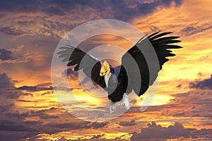 Rhinoceros Hornbill while flying to you
