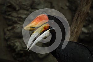 Rhinoceros hornbill head, closed-up image.