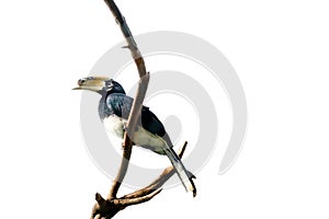 Rhinoceros hornbill, A malaysian national bird, standing on cut