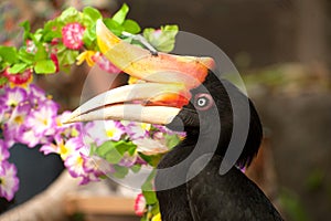 Rhinoceros Hornbill, one of the largest hornbills, Thailand.