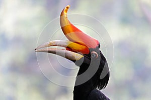 A rhinoceros hornbill with orange peak with bokeh background effect