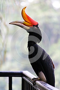 A rhinoceros hornbill with orange peak with bokeh background effect