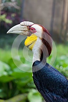 Rhinoceros Hornbill perched