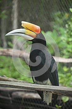 Rhinoceros Hornbill perched on a branch