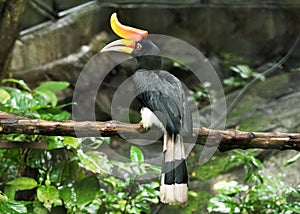 Rhinoceros Hornbill perched on a branch of tree