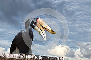 Rhinoceros Hornbill while standing on sky