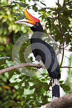 Rhinoceros Hornbill in a tree.