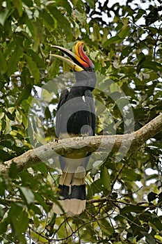 Rhinoceros Hornbillã€‚