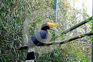 rhinoceros horned bird