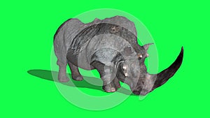 Rhinoceros idle and attack on green screen