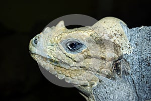 Rhinoceros Iguana