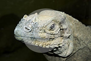 Rhinoceros Iguana