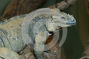 Rhinoceros Iguana