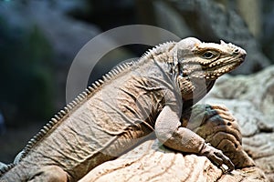 The rhinoceros iguana