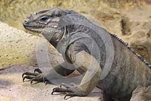 Rhinoceros iguana