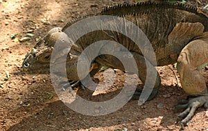 A Rhinoceros Iguana