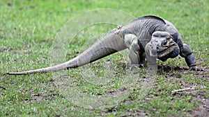 Rhinoceros iguana