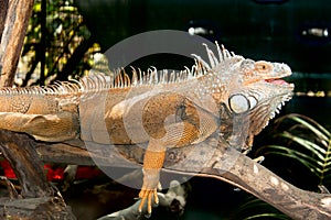 Rhinoceros Iguana (cyclura cornuta) photo