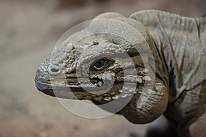 Rhinoceros iguana Cyclura cornuta