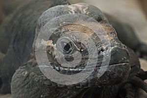 Rhinoceros iguana Cyclura cornuta