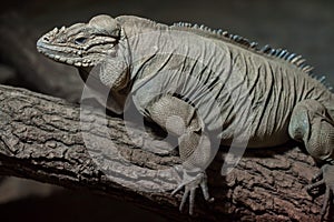 Rhinoceros iguana Cyclura cornuta photo