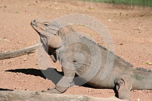 Rhinoceros iguana (Cyclura cornuta cornuta)