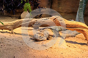 Rhinoceros iguana (Cyclura cornuta) is endangered species of iguana