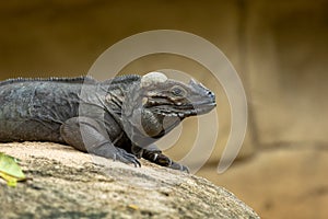 The Rhinoceros Iguana, Cyclura cornuta, resting on a rock.