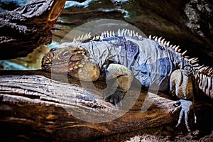 Rhinoceros Iguana (Cyclura cornuta)