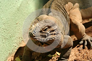 A Rhinoceros Iguana of Hispaniola