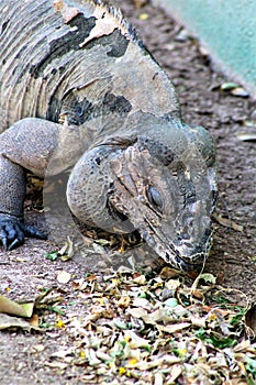 Rhinoceros Iguana