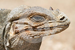 A rhinoceros iguana portrait