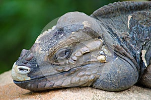 Rhinoceros iguana