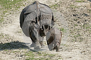 RHINOCEROS INDIEN rhinoceros unicornis