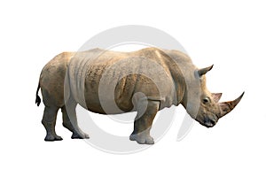 Rhinoceros isolated photo