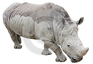 Rhinoceros isolated on white