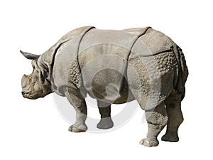 Rhinoceros isolated on white b