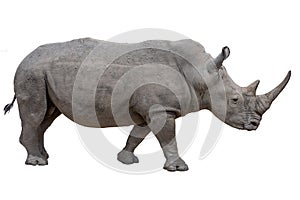 Rhinoceros isolated on white background.