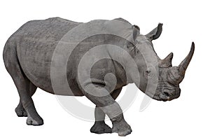 Rhinoceros isolated on white background.