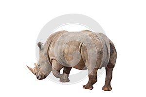 Rhinoceros isolated on White Background