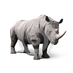 Rhinoceros isolated on a white background.