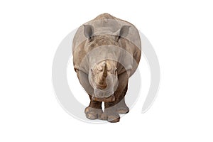 Rhinoceros isolated on White Background. Close up view of a white rhinoceros also called square-lipped rhinoceros