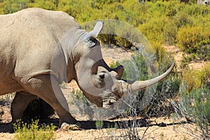 Rhinoceros in Kruger National Park