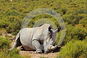 Rhinoceros in Kruger National Park