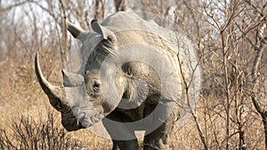 Rhinoceros, Kruger National Park, South Africa