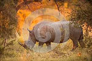 Rhinoceros in late afternoon